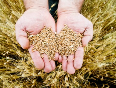 Mani che raccolgono il grano